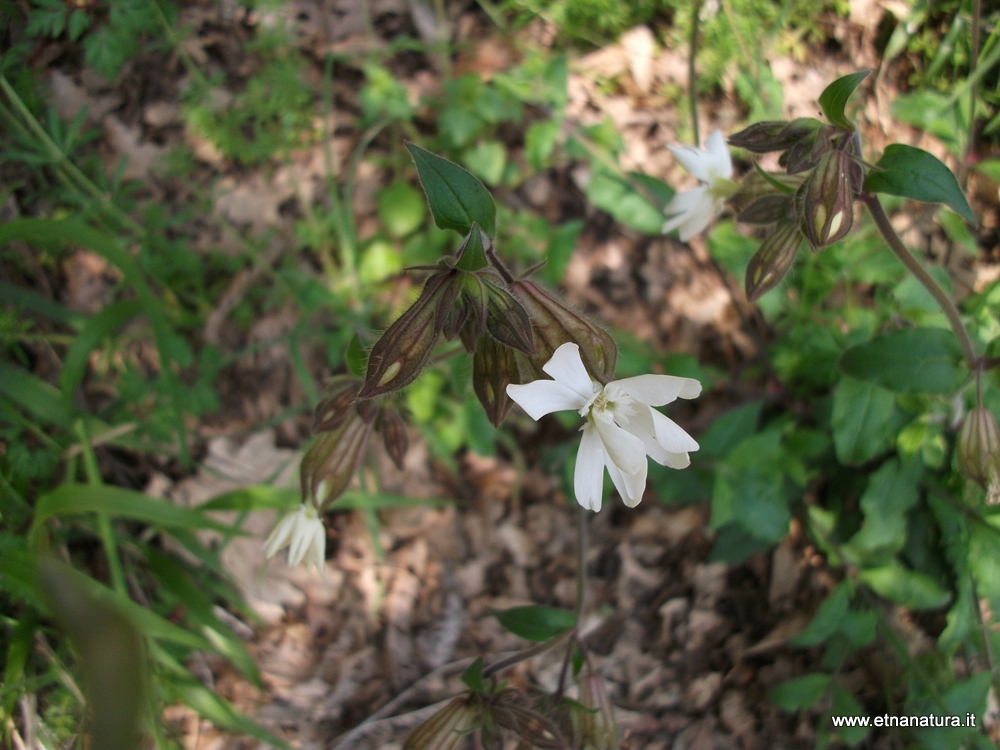 Silene latifolia