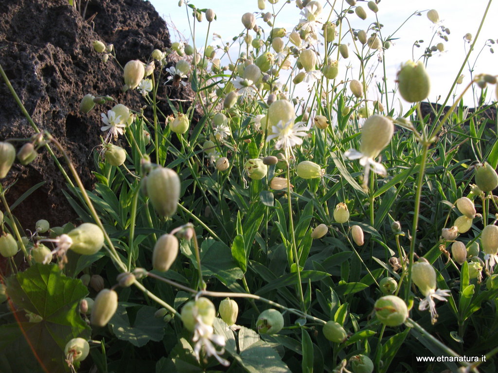 Silene vulgaris