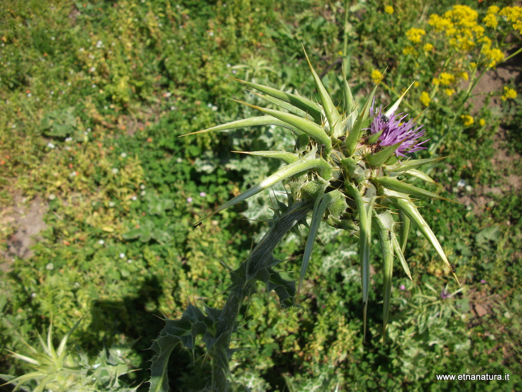 Silybum marianum