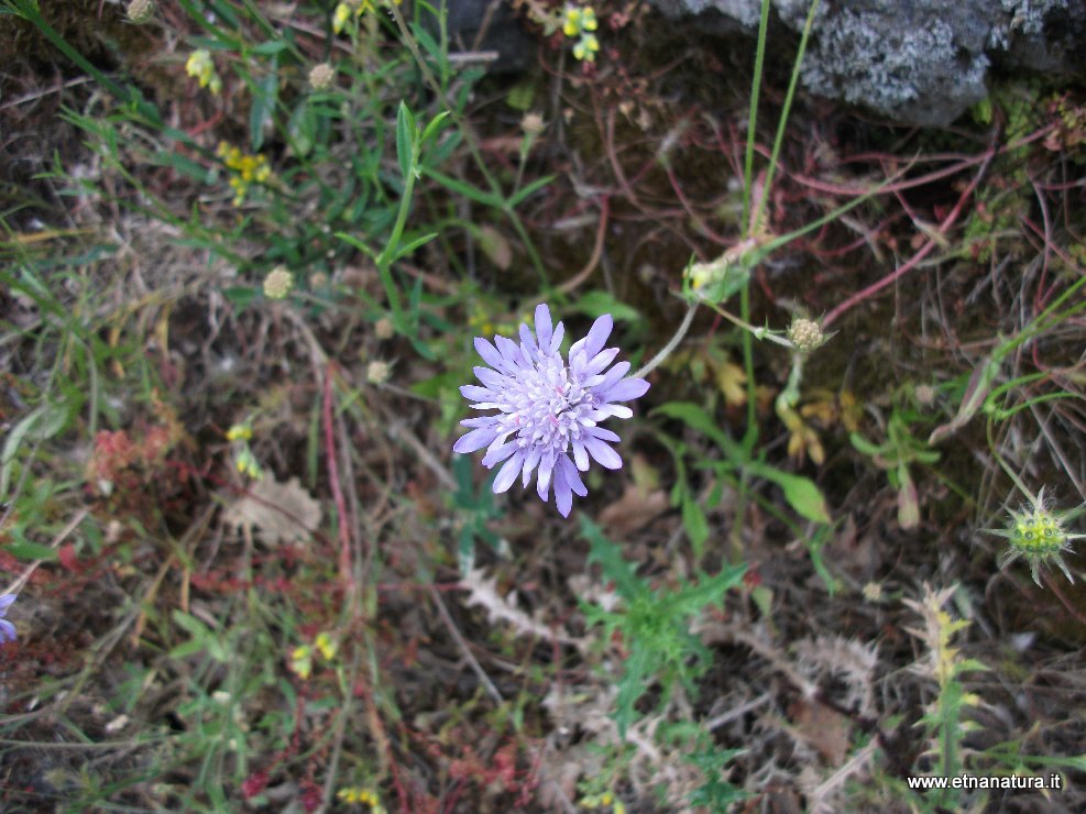 Sixalix Scabiosa