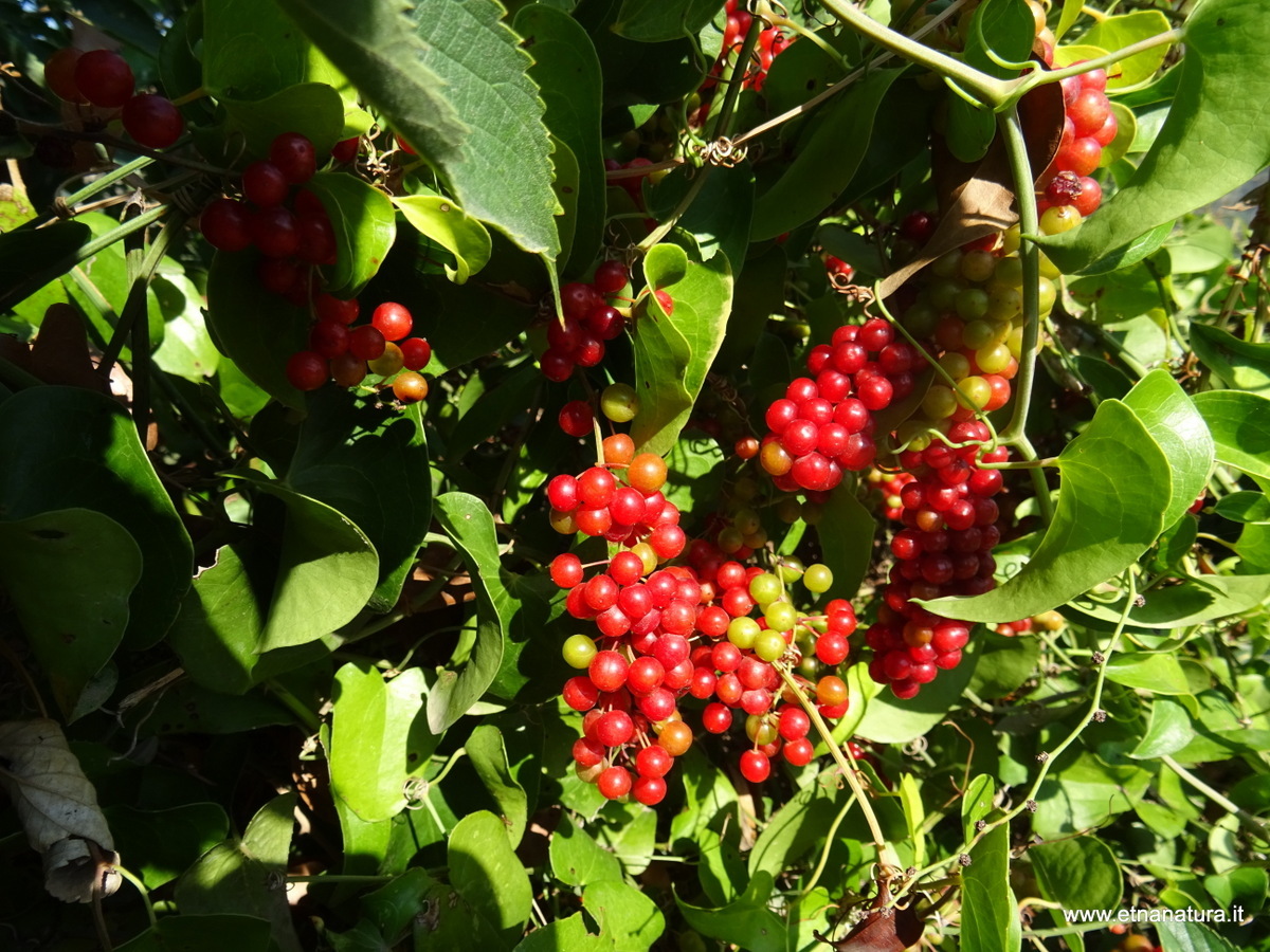 Smilax aspera