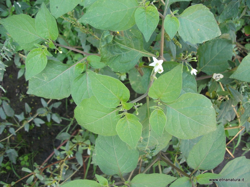 Solanum nigrum