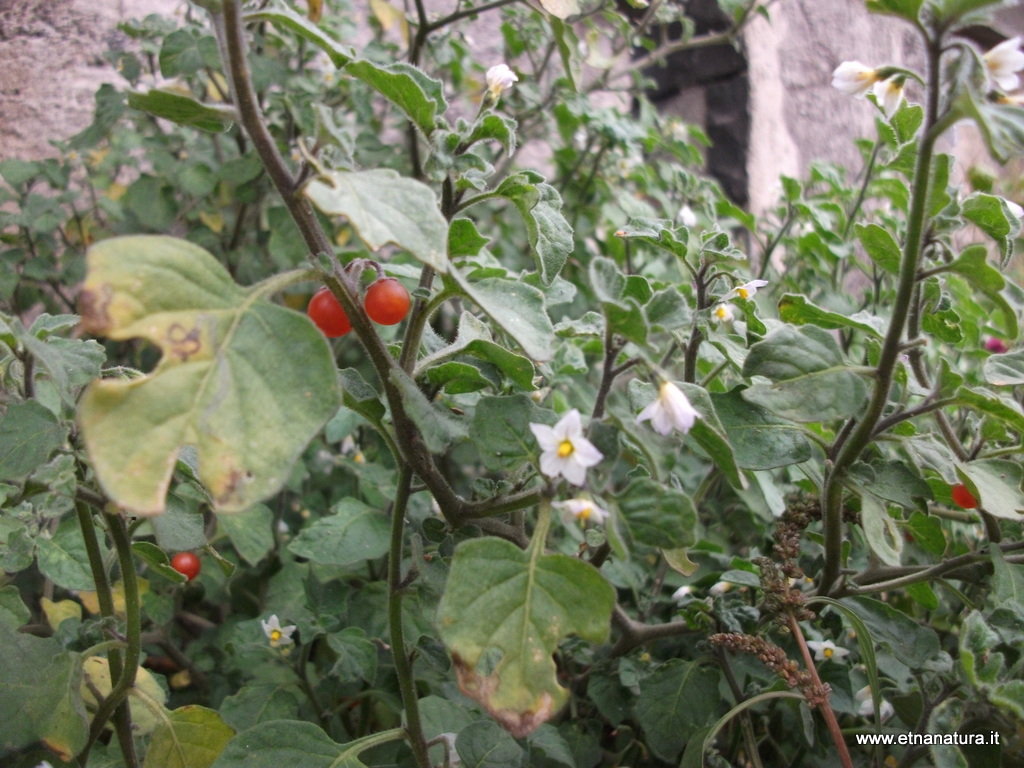 Solanum villosum