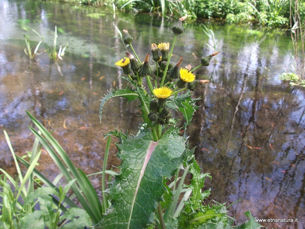 Sonchus asper