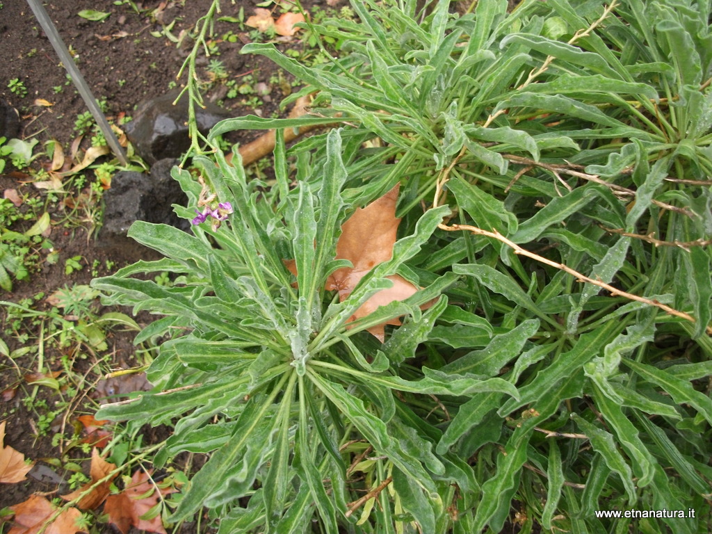 Sonchus maritimus