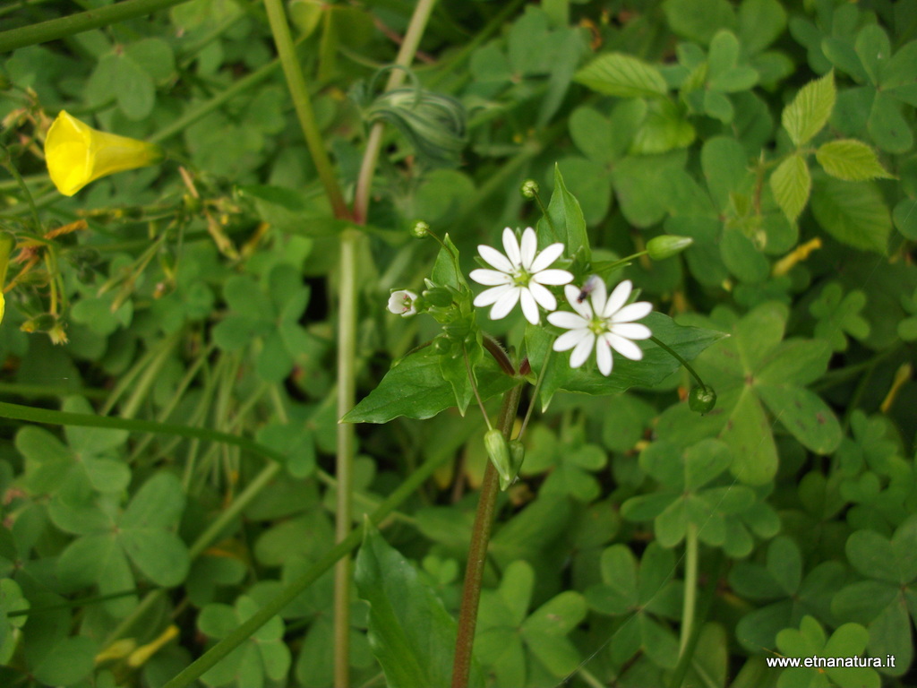 Stellaria neglecta