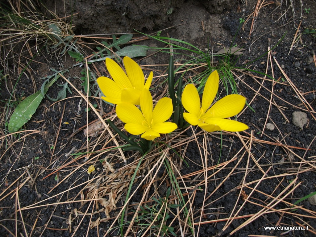 Sternbergia sicula