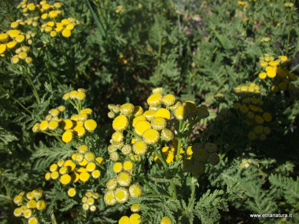 Tanacetum vulgare