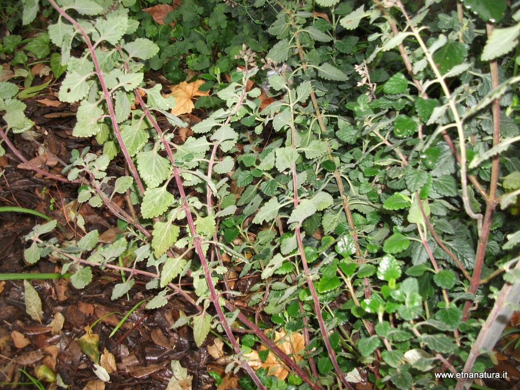 Teucrium flavum