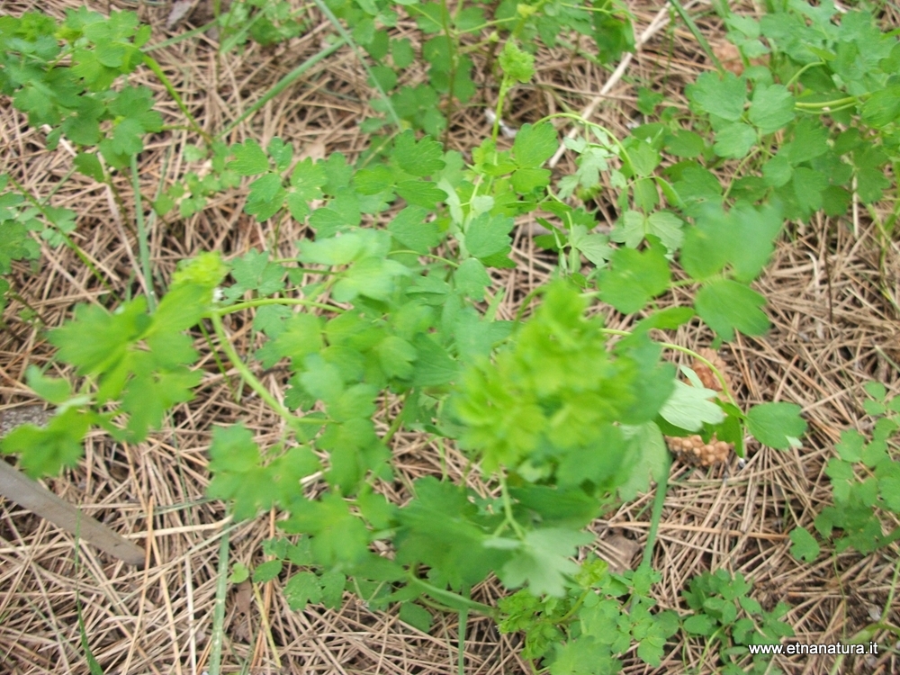 Thalictrum minus