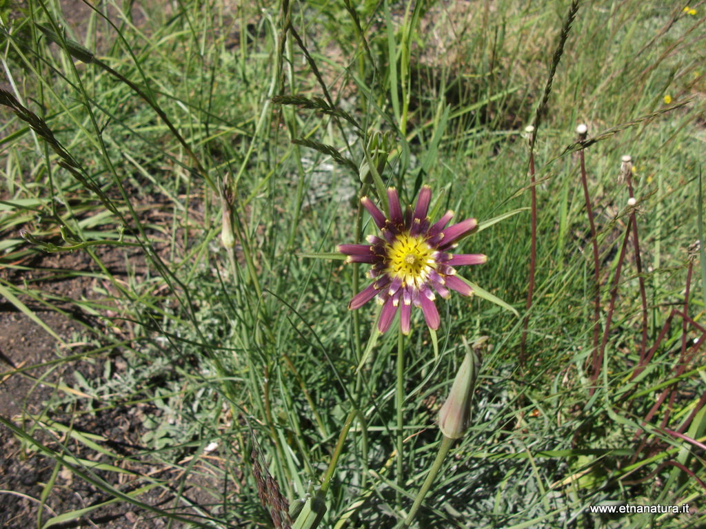 Tragopogon porrifolius