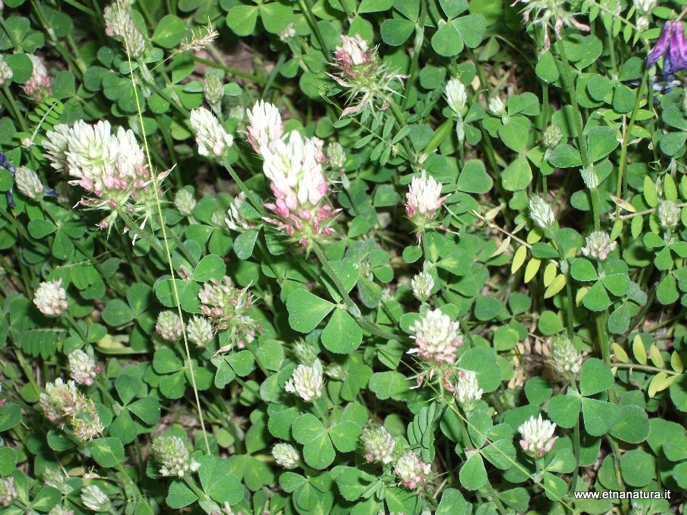 Trifolium incarnatum