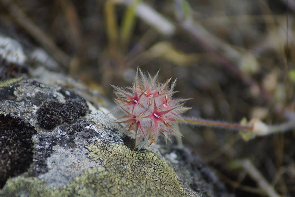 Trifolium stellatum