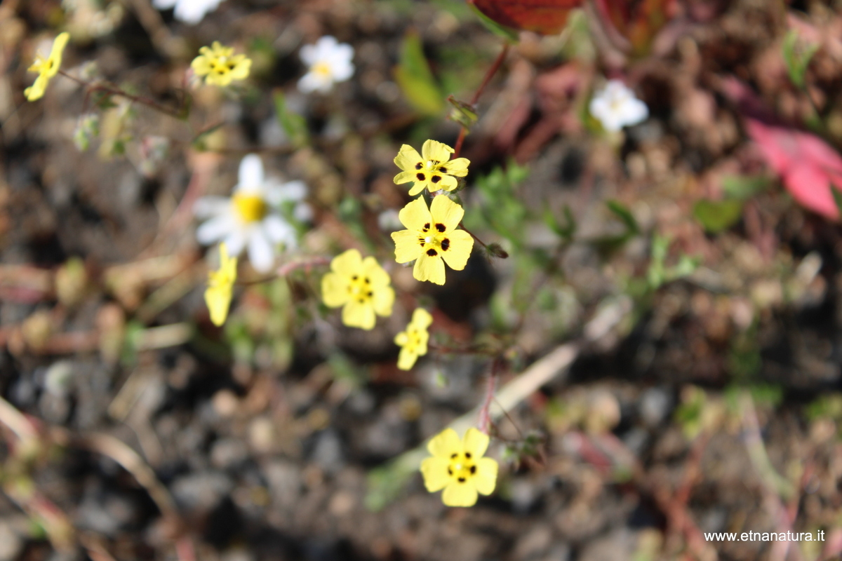 Tuberaria guttata