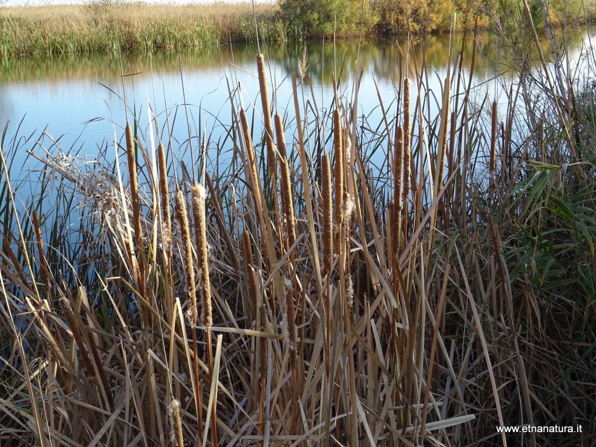 Typha angustifolia