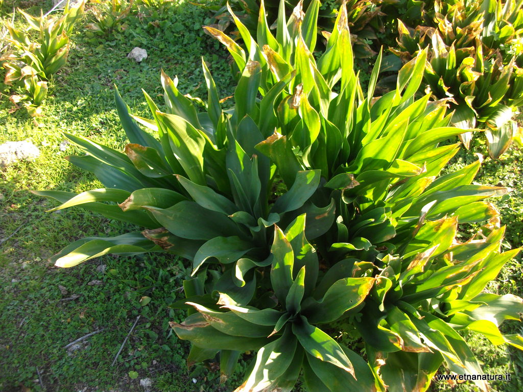 Urginea scilla