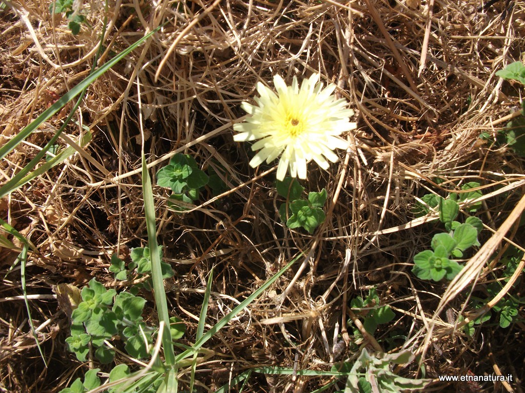 Urospermum dalechampii