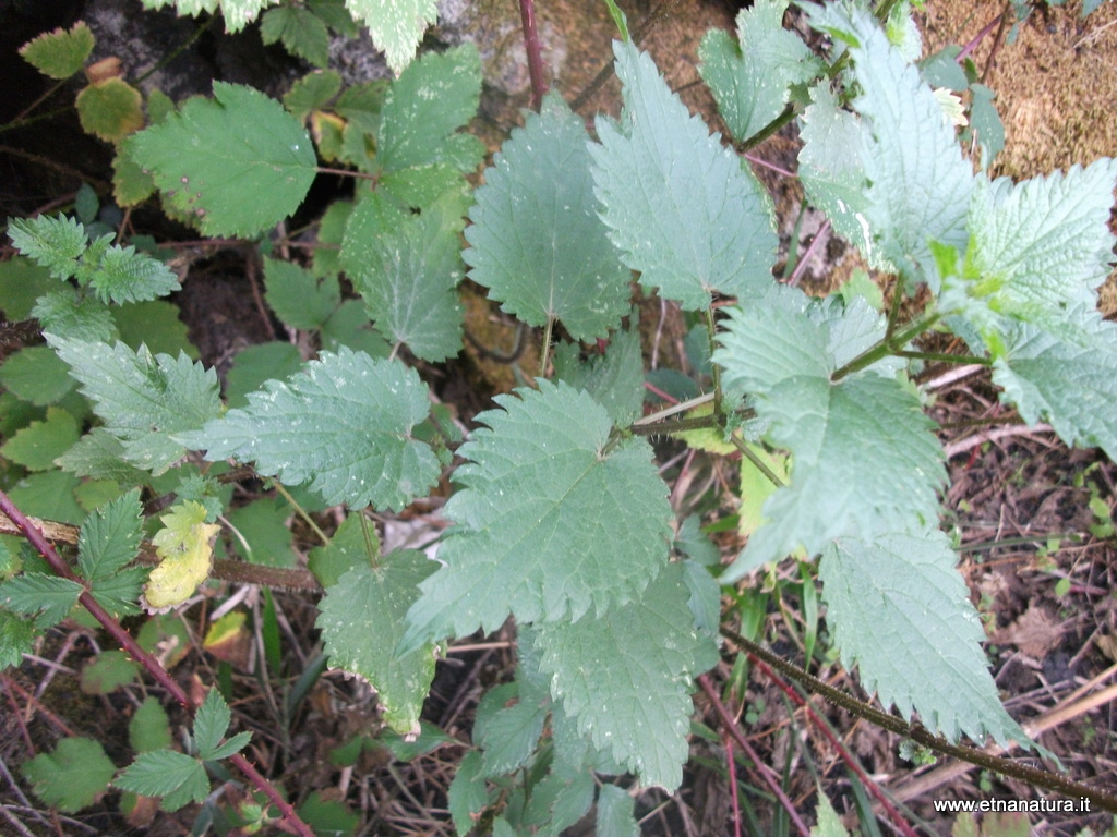 Urtica dioica