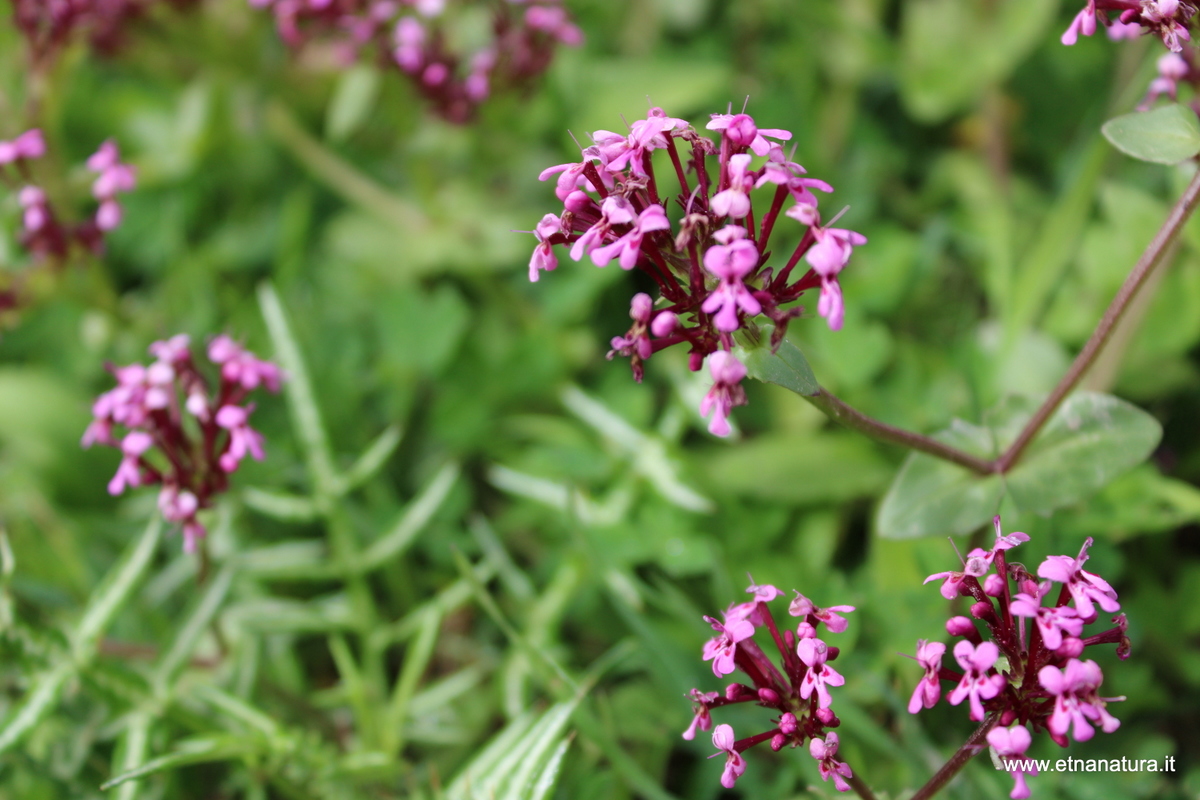Valeriana graciliflora