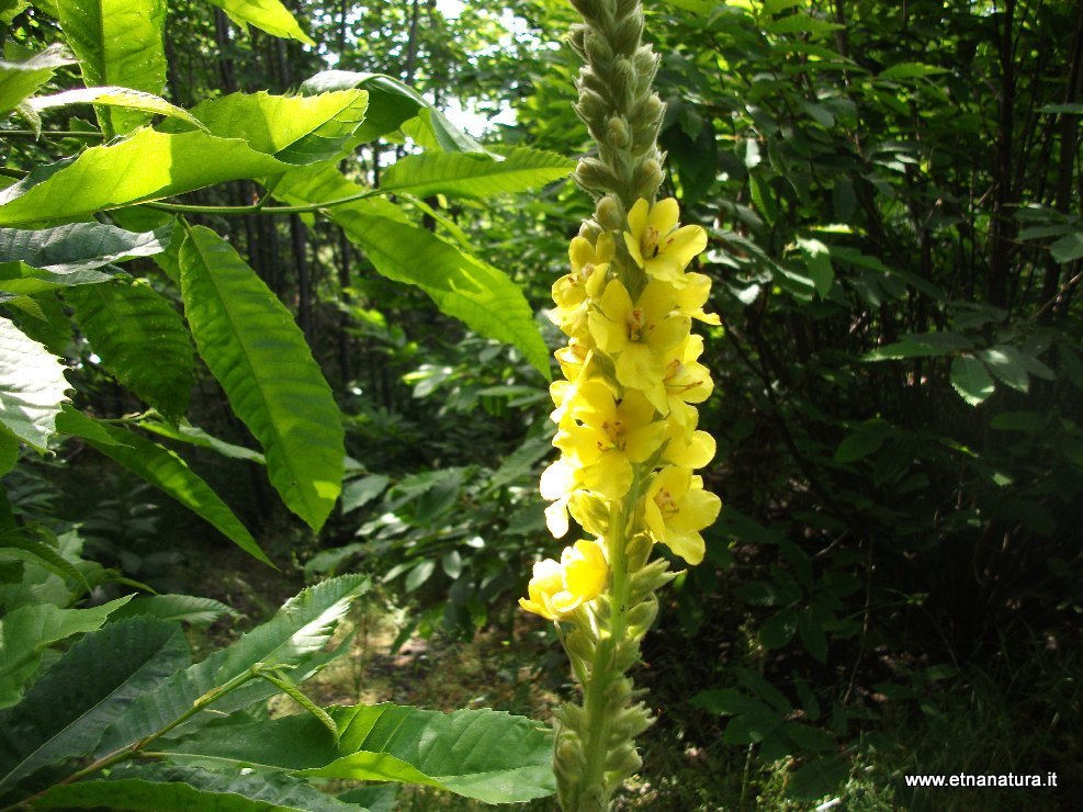 Verbascum