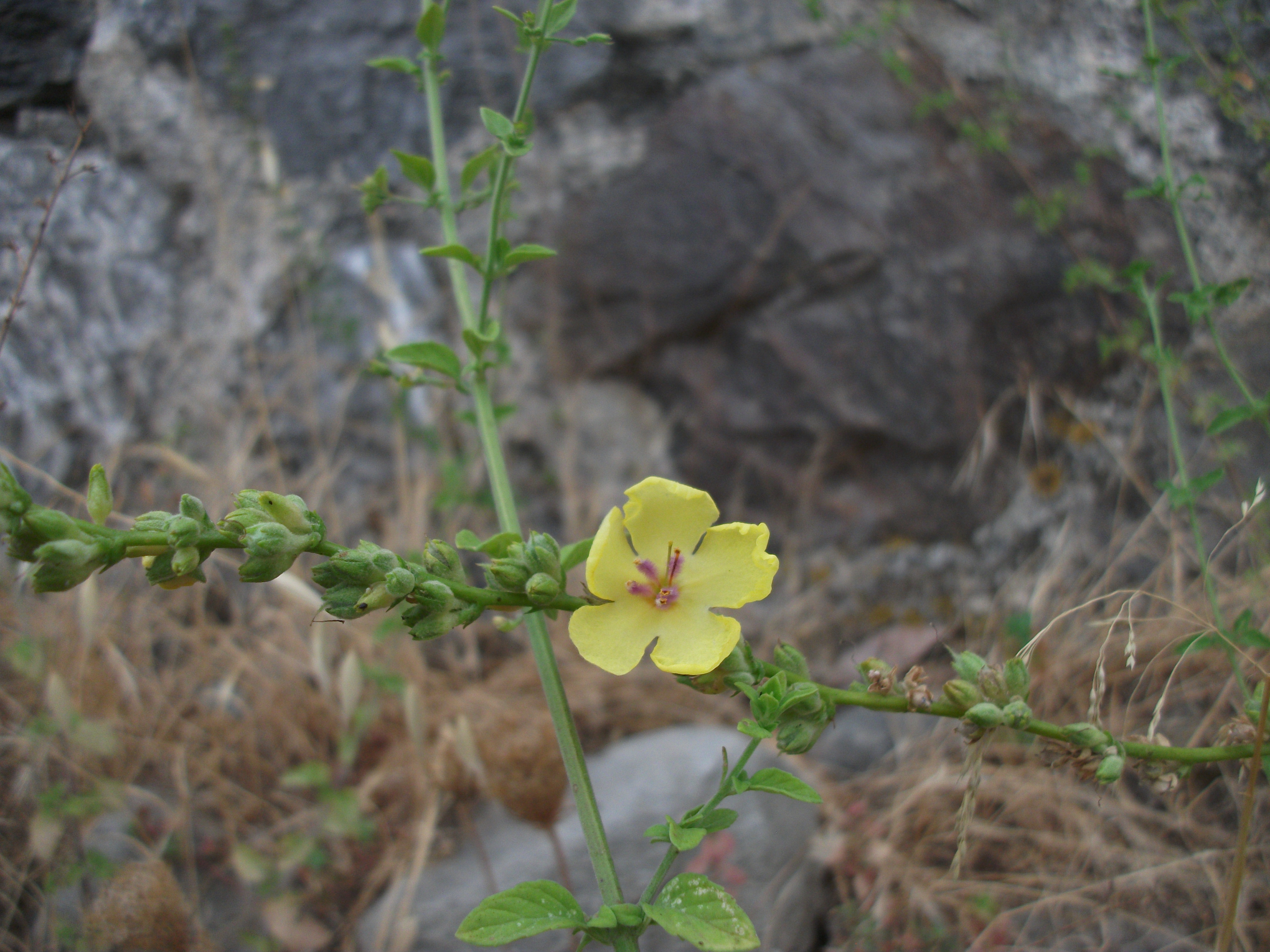 Verbascum sinuatum