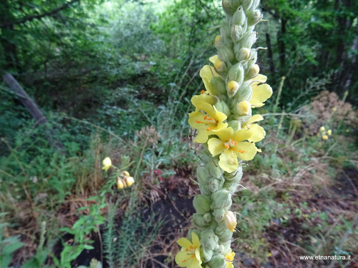 Verbascum thapsus