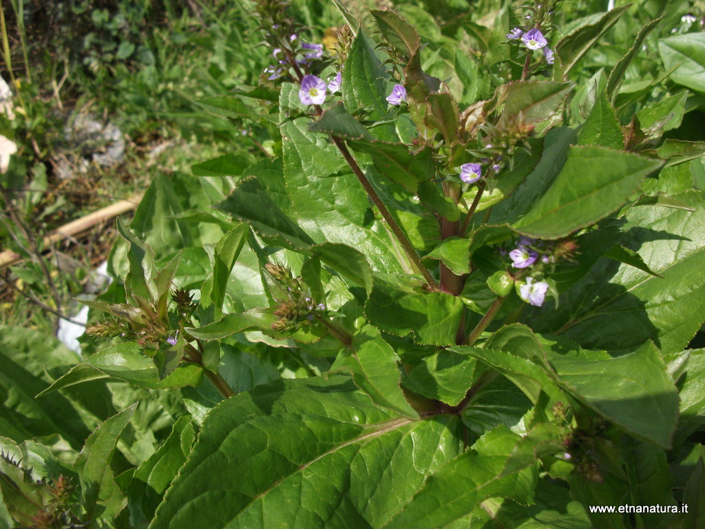 Veronica anagallis aquatica