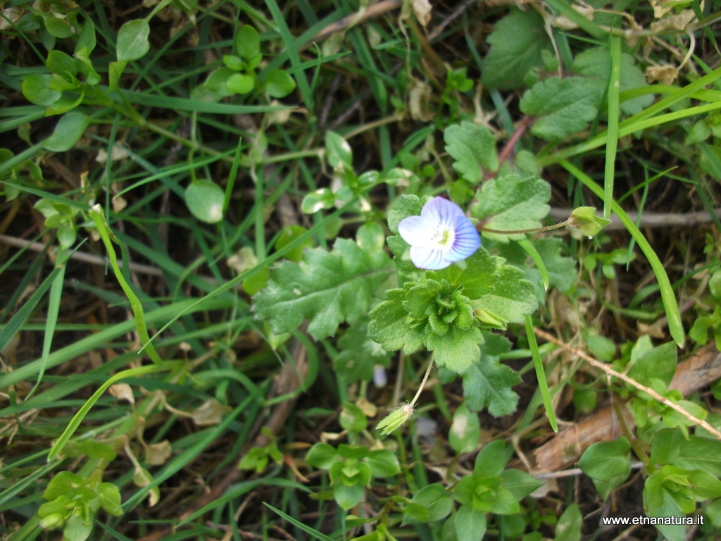 Veronica persica