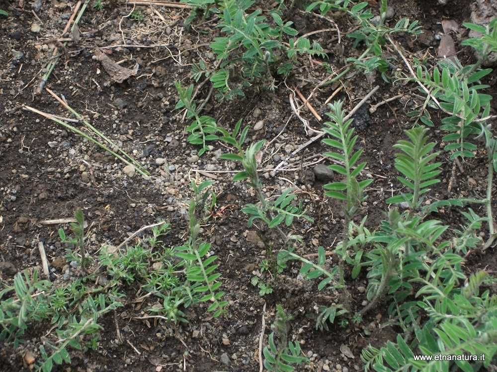 Vicia Cracca aetnensis