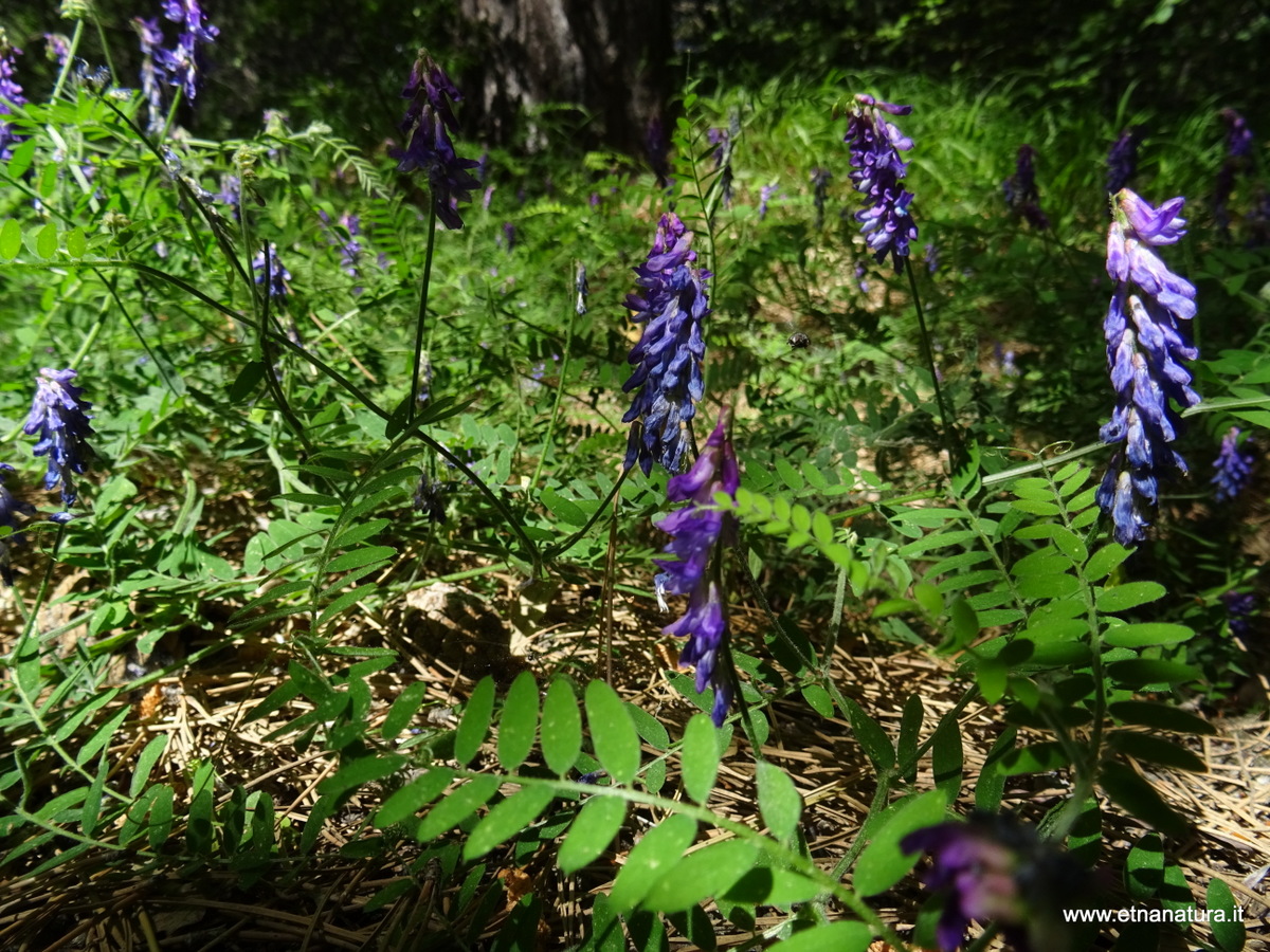 Vicia cassubica