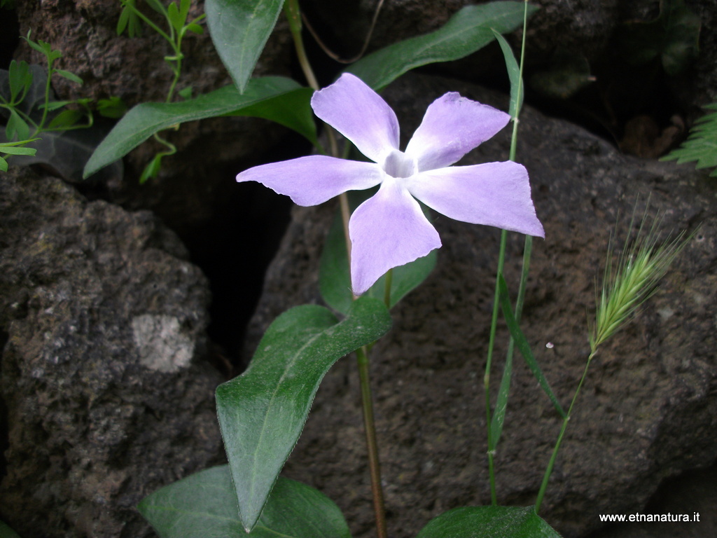 Vinca major