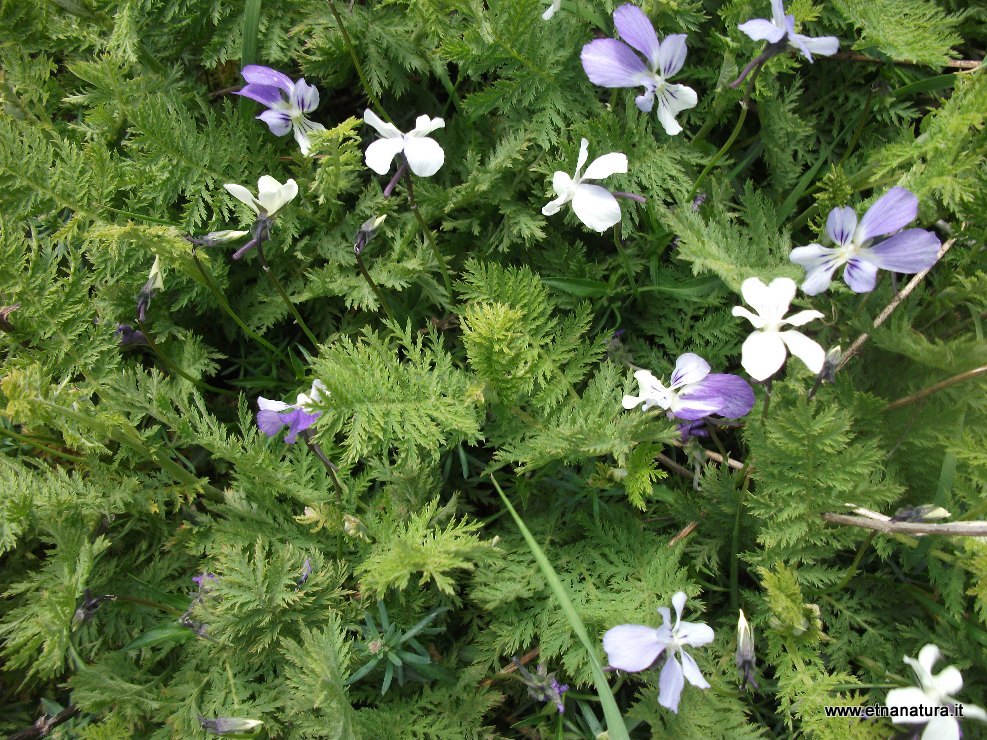 Viola aetnensis Strobl