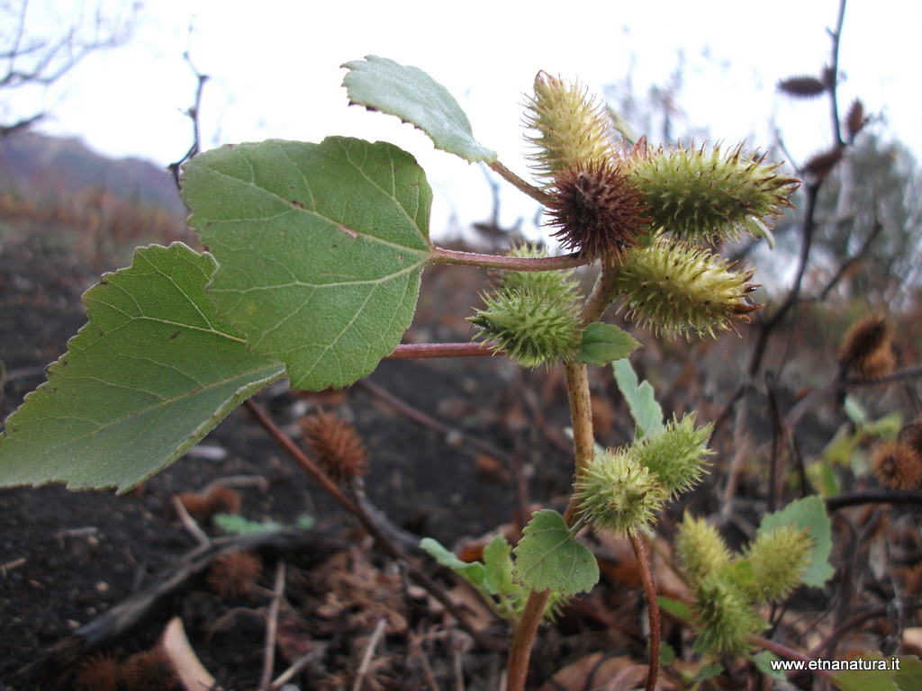 Xanthium italicum