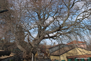 Acer opalus