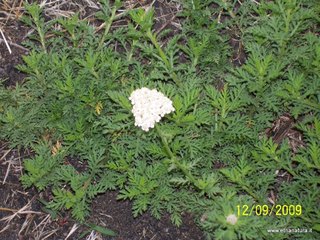 Achillea ligustica