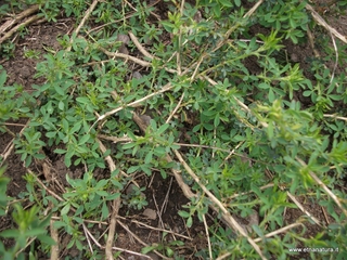 Adenocarpus complicatus
