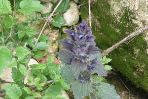Ajuga orientalis