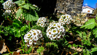 Alyssum maritima
