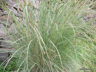 Ampelodesmos Hyparrhenia