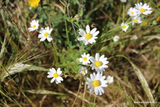 Anthemis arvensis
