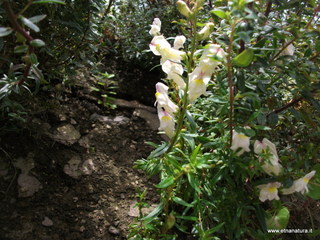 Antirrhinum siculum