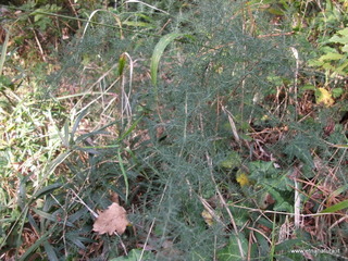 Asparagus acutifolius