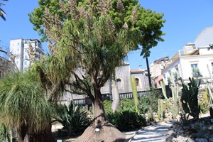 Beaucarnea recurvata