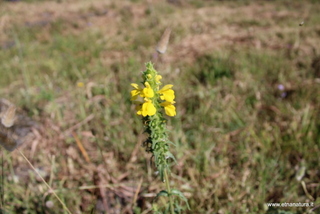 Bellardia trixago