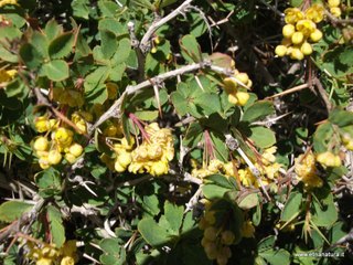 Berberis aetnensis