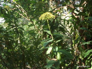 Bupleurum fruticosum