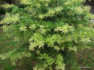 Buxus sempervirens