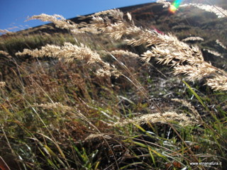 Calamagrostis epigejos