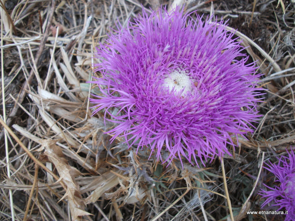 Carlina gummifera