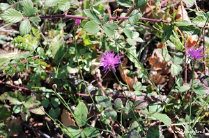 Centaurea alba